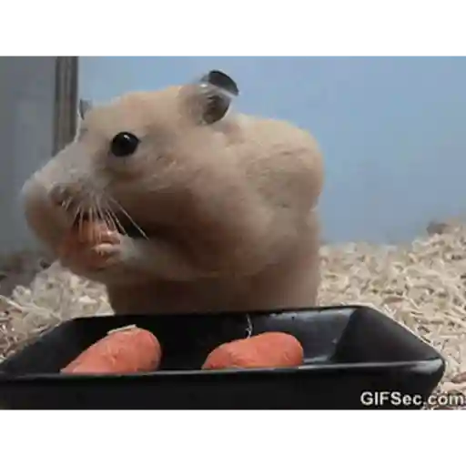 Hamster en moto 🐹🛵 preview