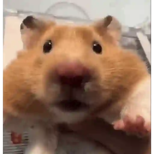 Hamster en moto 🐹🛵
