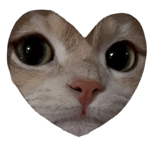 Nuevos Gatos para responder 🐱⚡ 