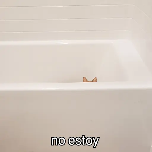 Nuevos Gatos para responder 🐱⚡ 