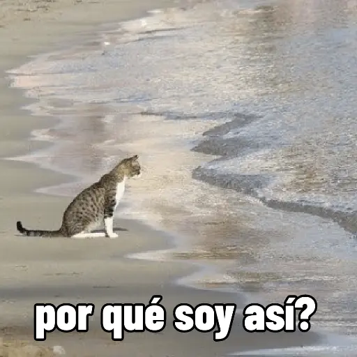Nuevos Gatos para responder 🐱⚡ 
