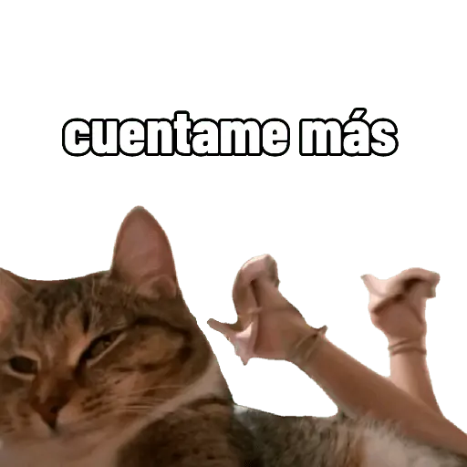 Nuevos Gatos para responder 🐱⚡ 