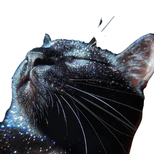 Nuevos Gatos para responder 🐱⚡ 