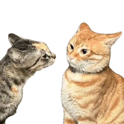 Nuevos Gatos para responder 🐱⚡ 