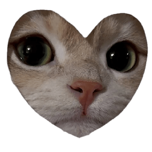 Nuevos Gatos para responder 🐱⚡  preview