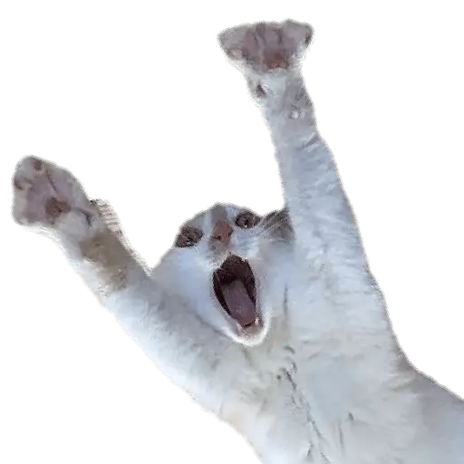 Nuevos Gatos para responder 🐱⚡ 