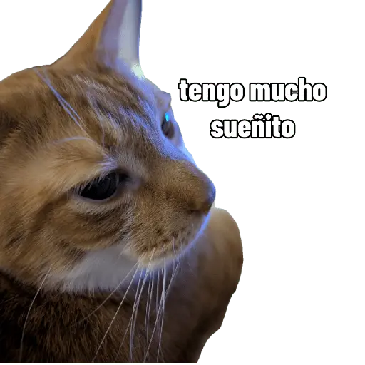 Nuevos Gatos para responder 🐱⚡ 