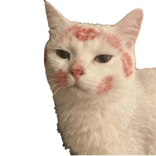 Nuevos Gatos para responder 🐱⚡ 