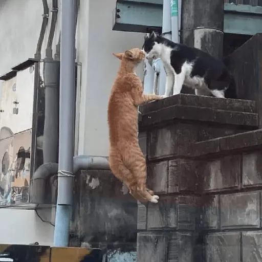Nuevos Gatos para responder 🐱⚡ 