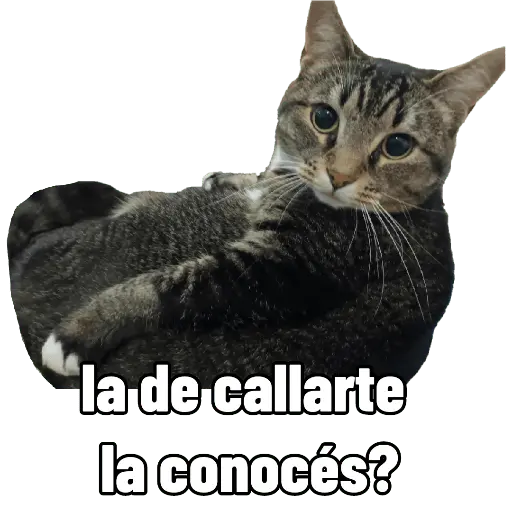 Nuevos Gatos para responder 🐱⚡ 