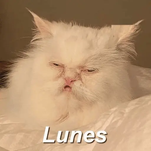 😴 LUNES A QUE COSTO? 😴