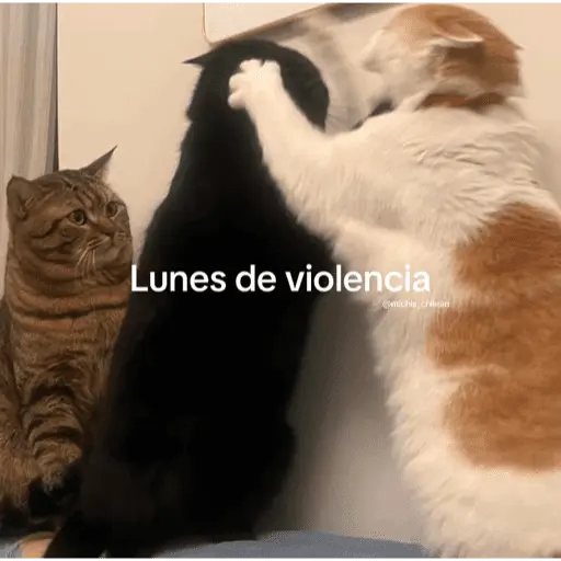 😴 LUNES A QUE COSTO? 😴
