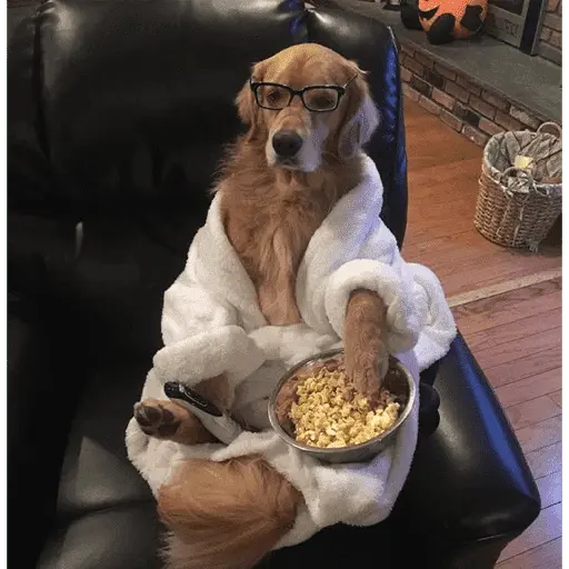 🐶 GOLDEN MOODS 🐾