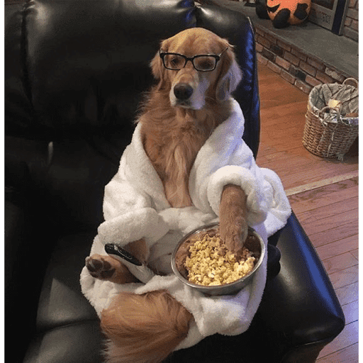 🐶 GOLDEN MOODS 🐾 preview