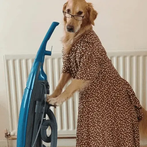 🐶 GOLDEN MOODS 🐾