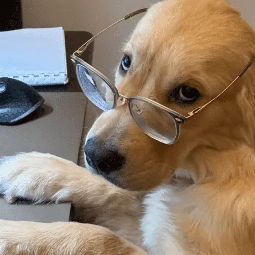 🐶 GOLDEN MOODS 🐾