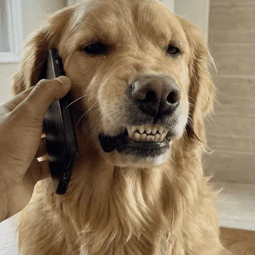🐶 GOLDEN MOODS 🐾
