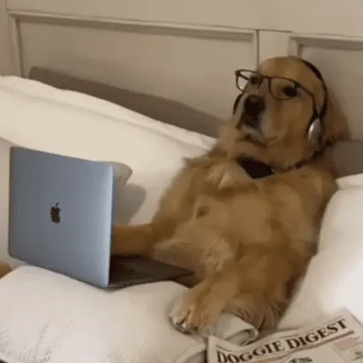 🐶 GOLDEN MOODS 🐾