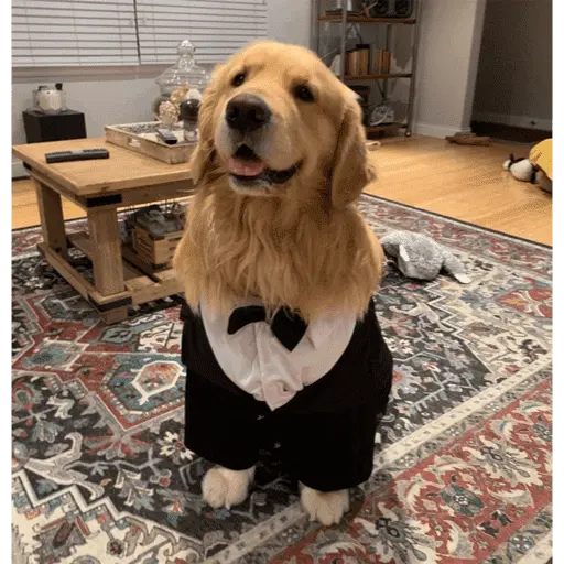 🐶 GOLDEN MOODS 🐾