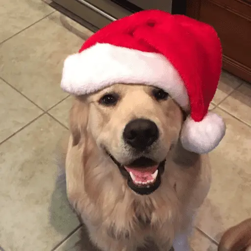 🐶 GOLDEN MOODS 🐾