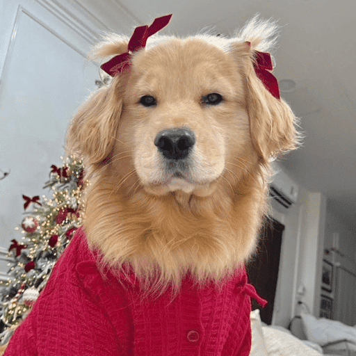 🐶 GOLDEN MOODS 🐾 preview