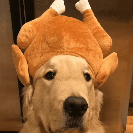 🐶 GOLDEN MOODS 🐾