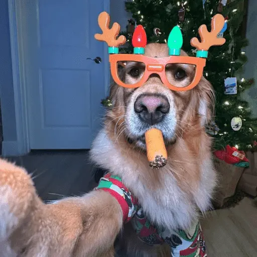 🐶 GOLDEN MOODS 🐾