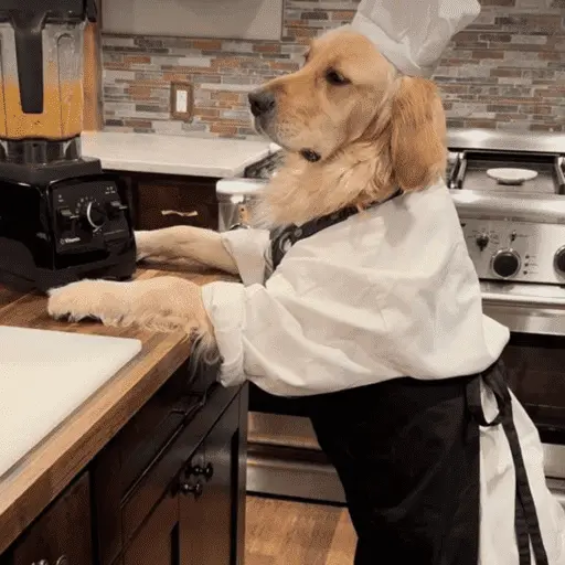 🐶 GOLDEN MOODS 🐾