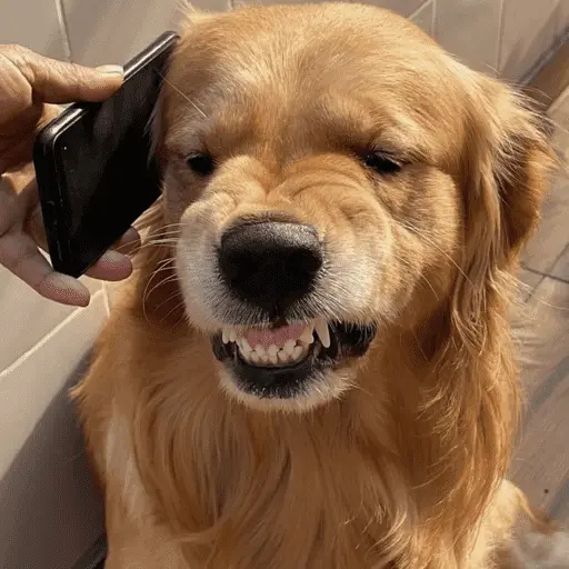 🐶 GOLDEN MOODS 🐾