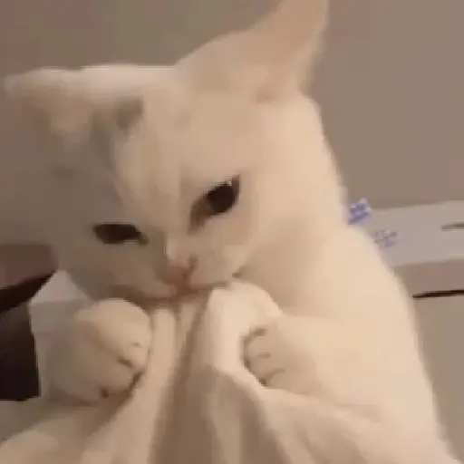 🔥TIKTOK RAMDON 2.5📲