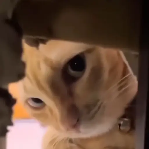 🔥TIKTOK RAMDON 2.5📲