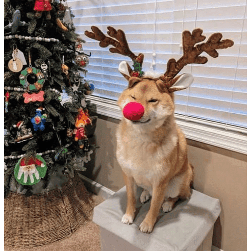 🎄ANIMALITOS NAVIDEÑOS 🎄 preview