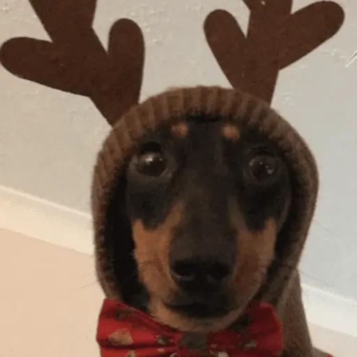 🎄ANIMALITOS NAVIDEÑOS 🎄