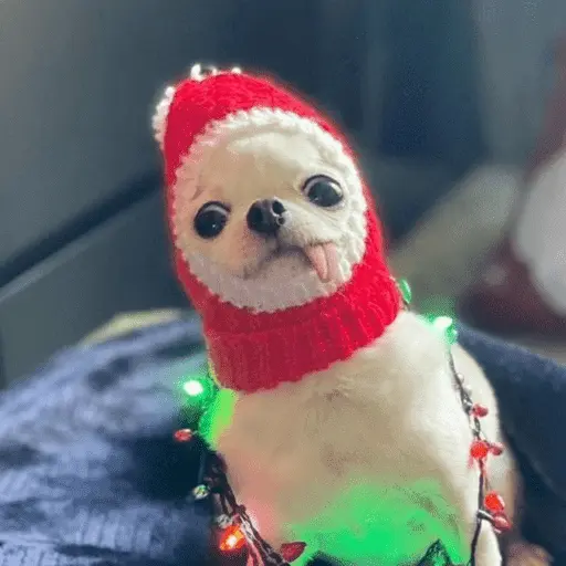 🎄ANIMALITOS NAVIDEÑOS 🎄