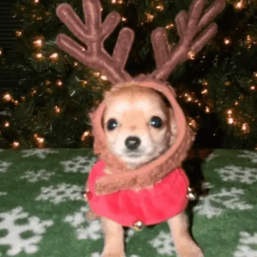 🎄ANIMALITOS NAVIDEÑOS 🎄