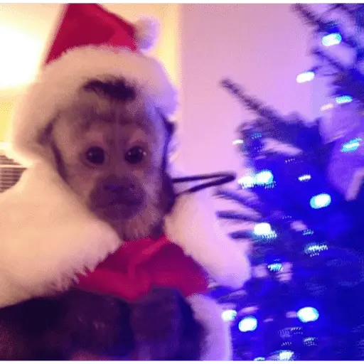 🎄ANIMALITOS NAVIDEÑOS 🎄