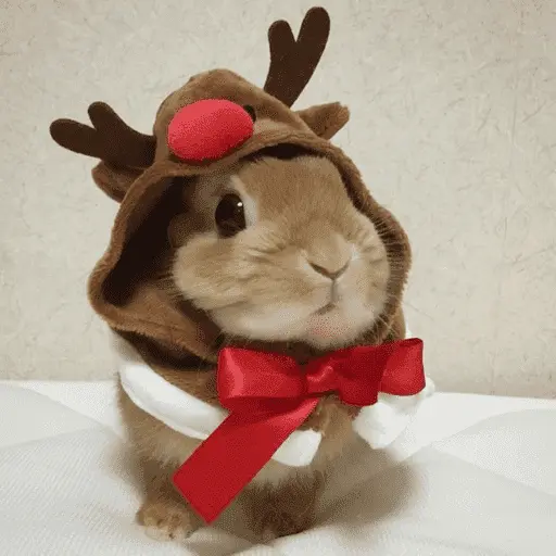 🎄ANIMALITOS NAVIDEÑOS 🎄