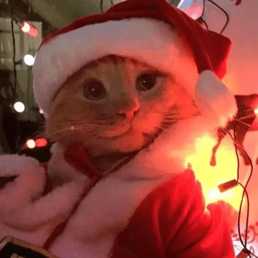 🎄ANIMALITOS NAVIDEÑOS 🎄