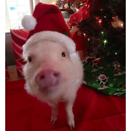 🎄ANIMALITOS NAVIDEÑOS 🎄
