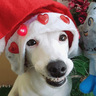🎄ANIMALITOS NAVIDEÑOS 🎄