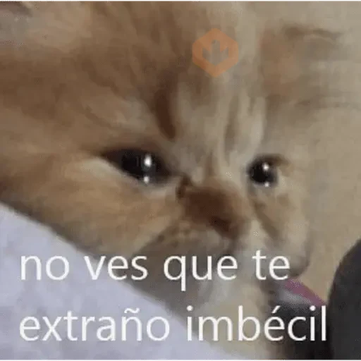 😽 GATOS CON FRASES 😸 sticker 11