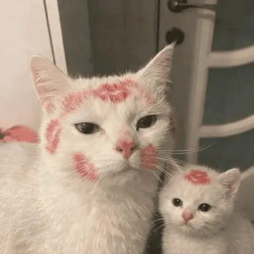 Gatitos de amor - 2026 🐱❤️