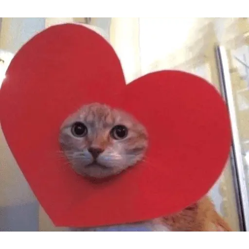 Gatitos de amor - 2026 🐱❤️