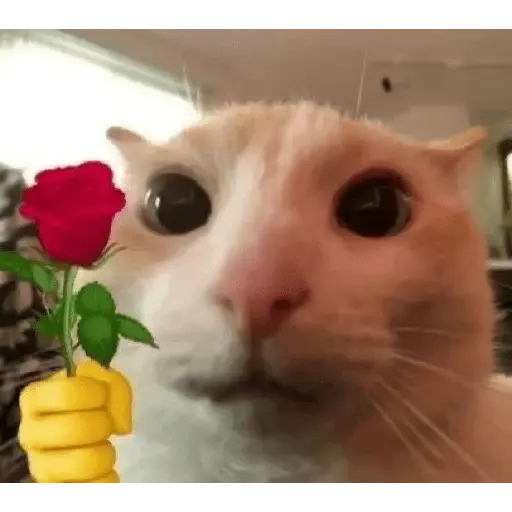 Gatitos de amor - 2026 🐱❤️