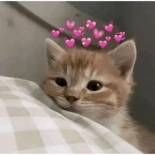 Gatitos de amor - 2026 🐱❤️