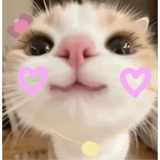 Gatitos de amor - 2026 🐱❤️