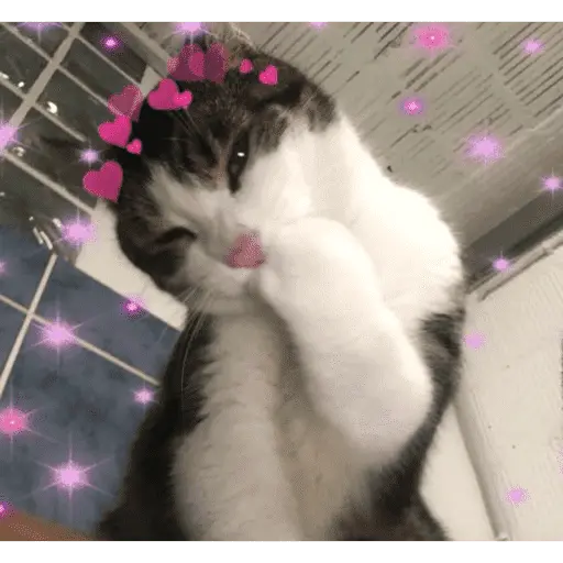 Gatitos de amor - 2026 🐱❤️