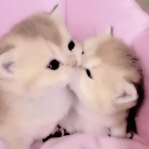 Gatitos de amor - 2026 🐱❤️