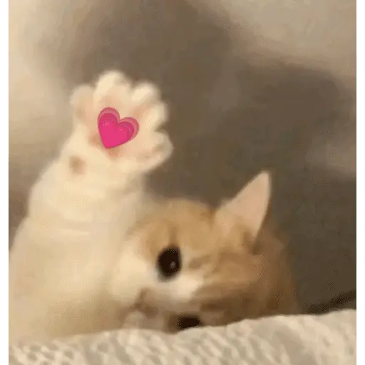 Gatitos de amor - 2026 🐱❤️