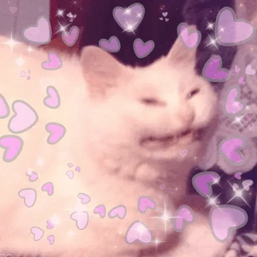 Gatitos de amor - 2026 🐱❤️